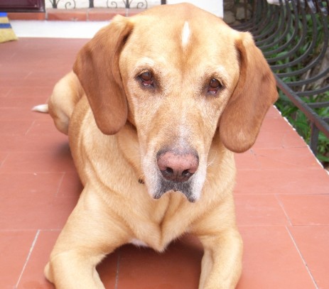 unser treuer freund